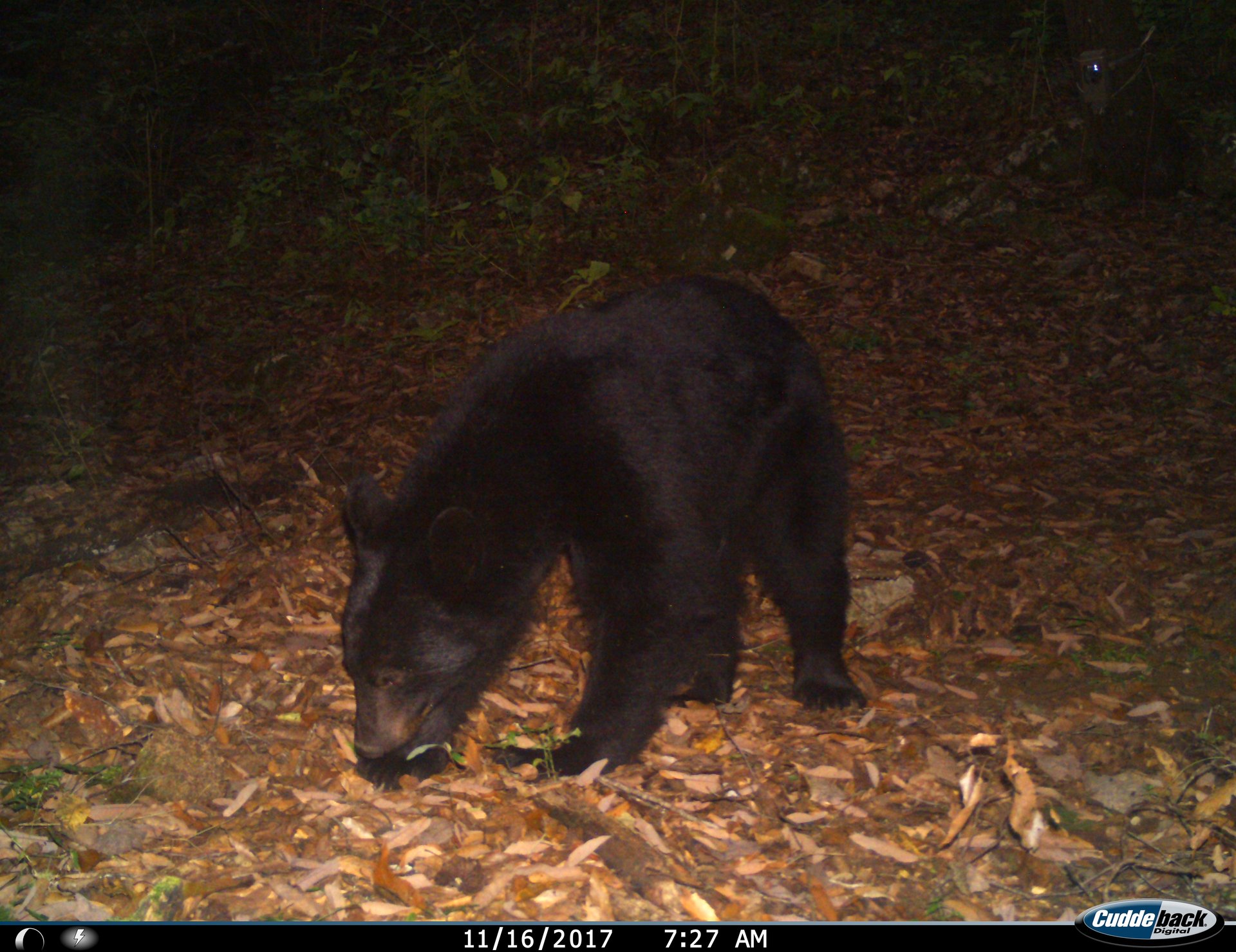 Ursus americanus