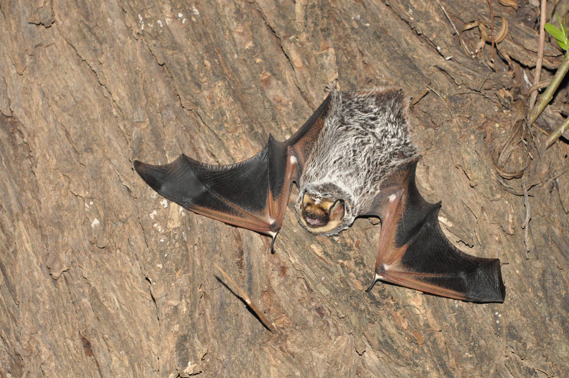 Lasiurus cinereus